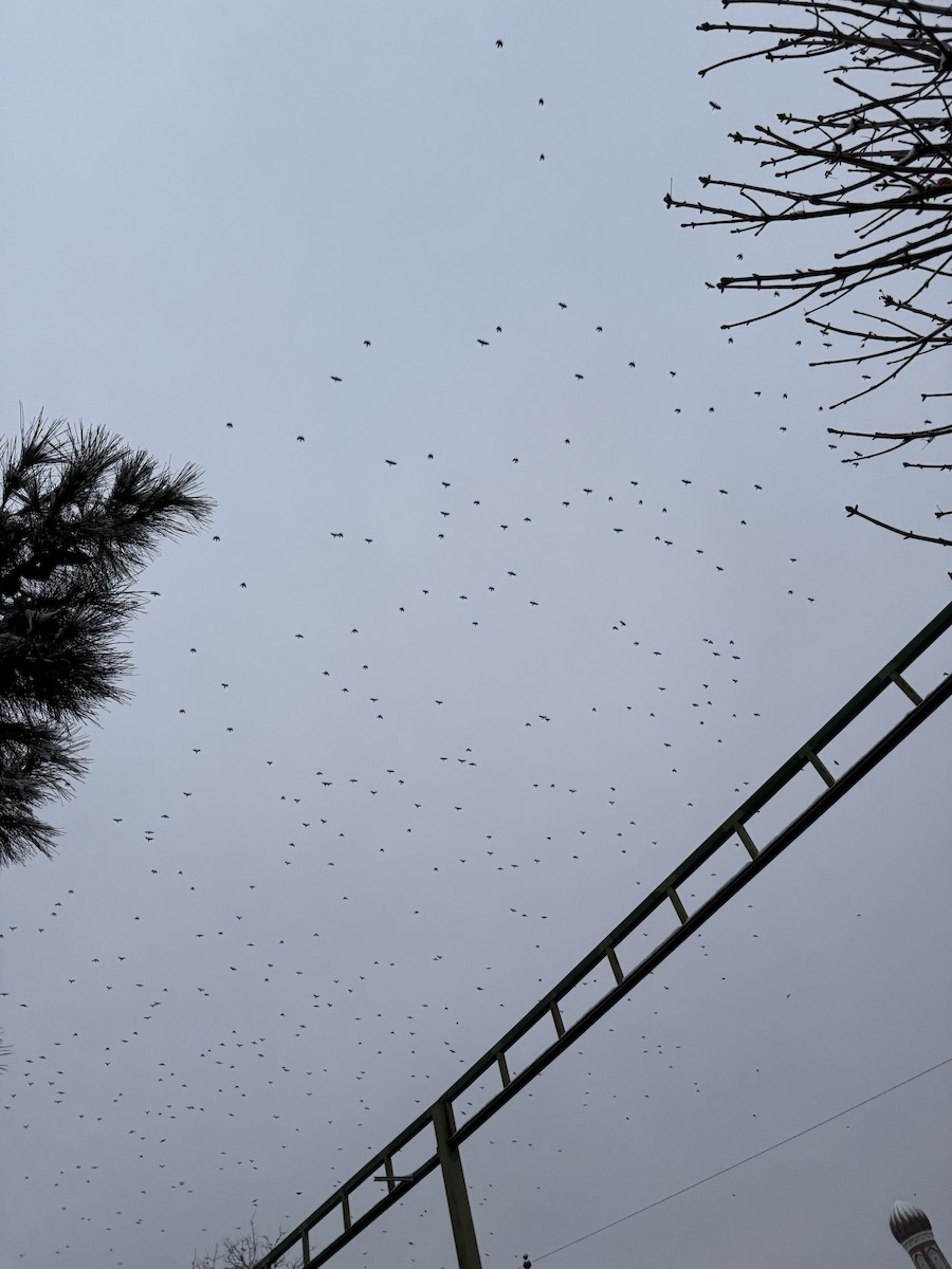 Hooded Crow - ML647133499