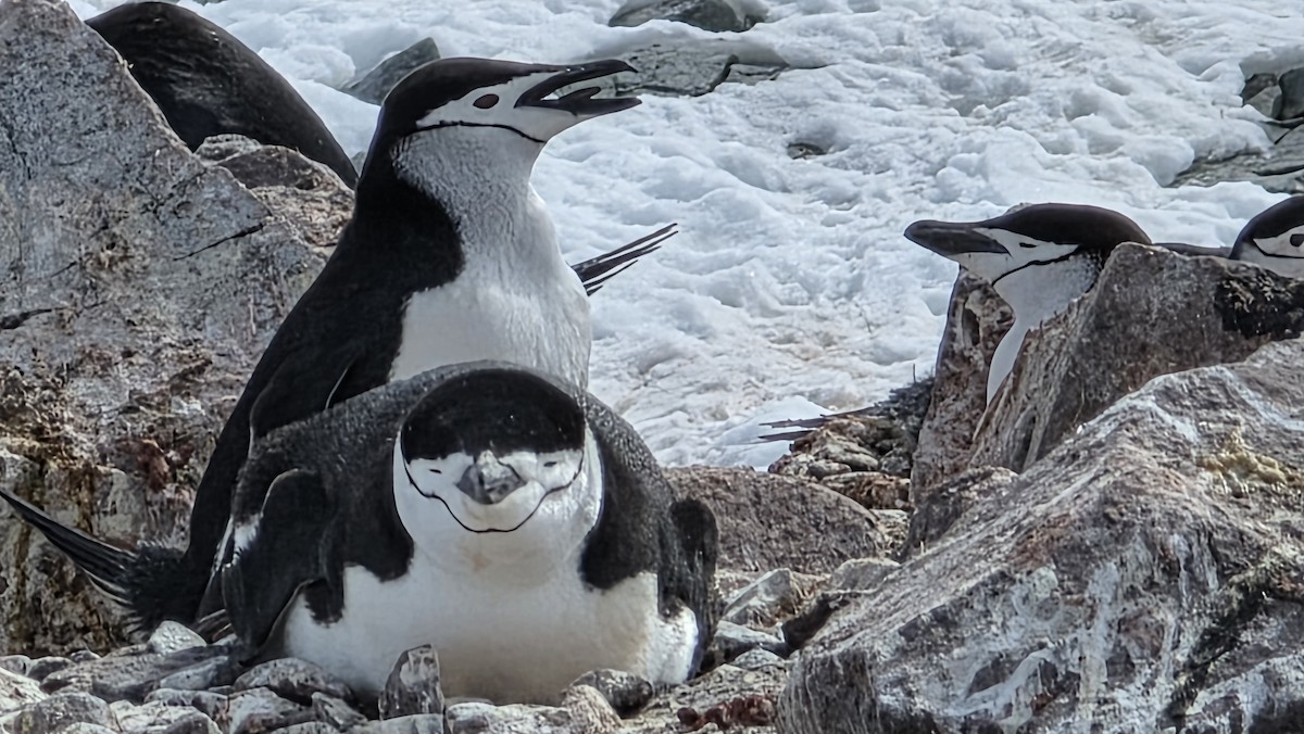 Chinstrap Penguin - ML647133500