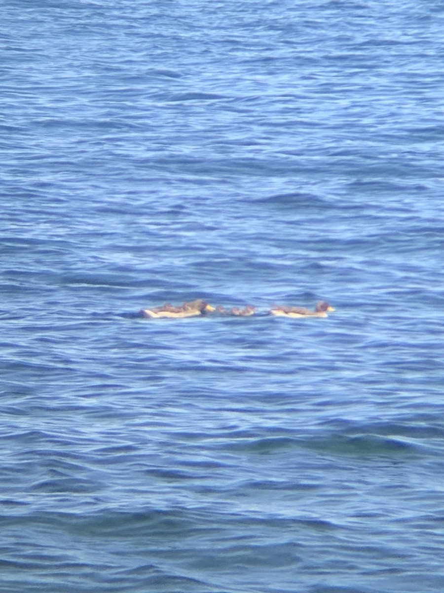 Yellow-billed Teal - ML647133514