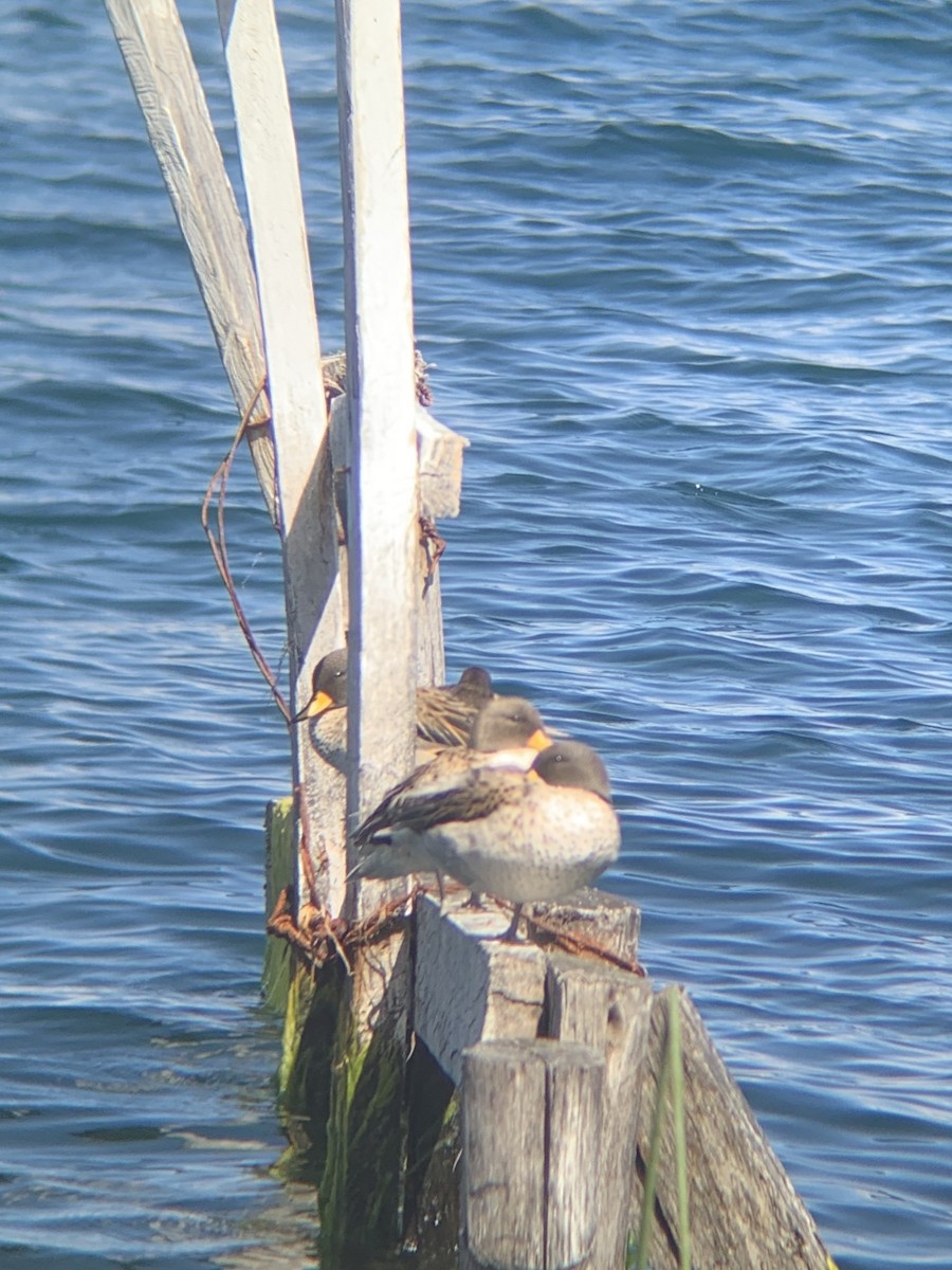 Yellow-billed Teal - ML647133515