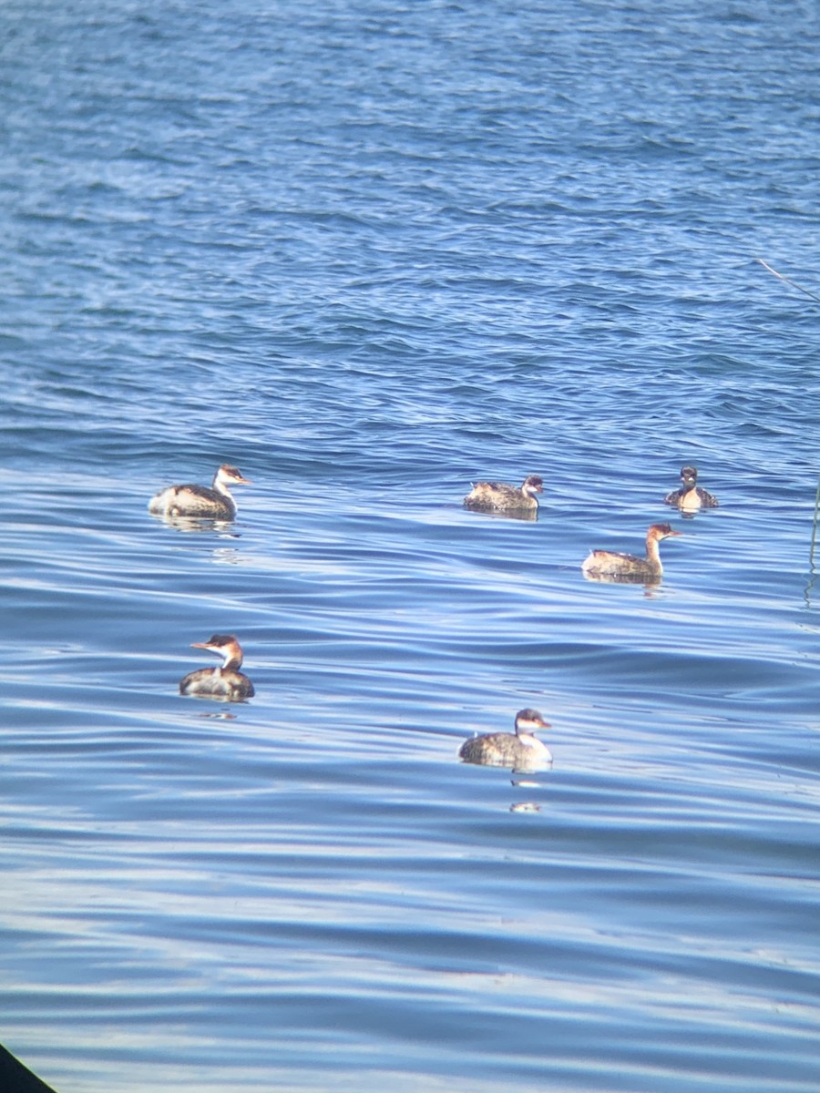 Titicaca Grebe - ML647133520