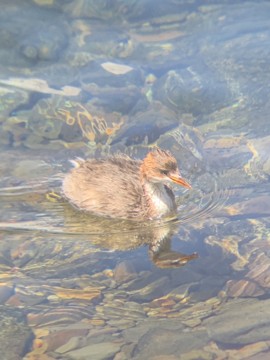 Titicaca Grebe - ML647133521