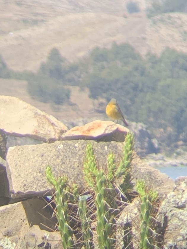 Peruvian Sierra Finch - ML647133528