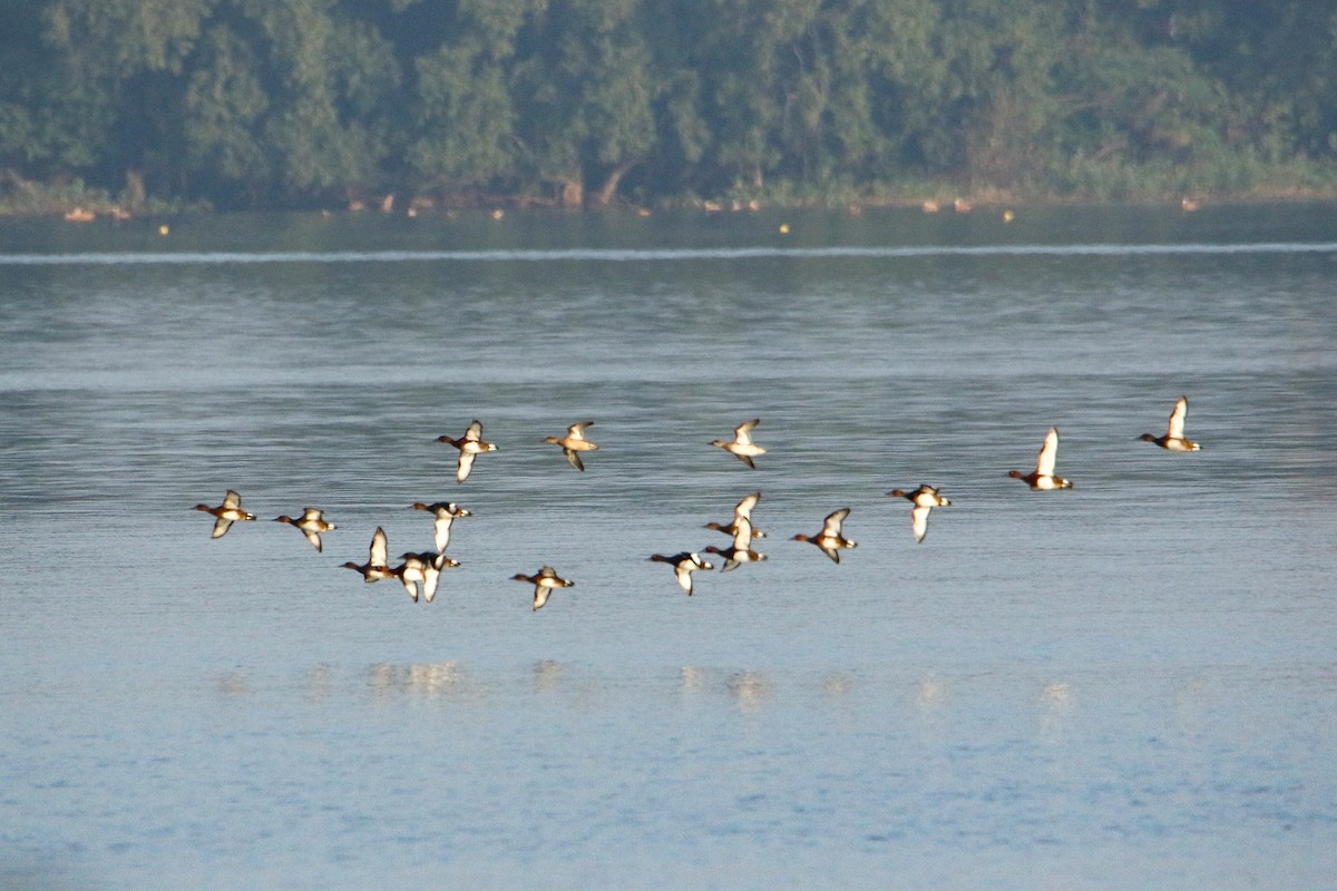 紅頭潛鴨 - ML647133530