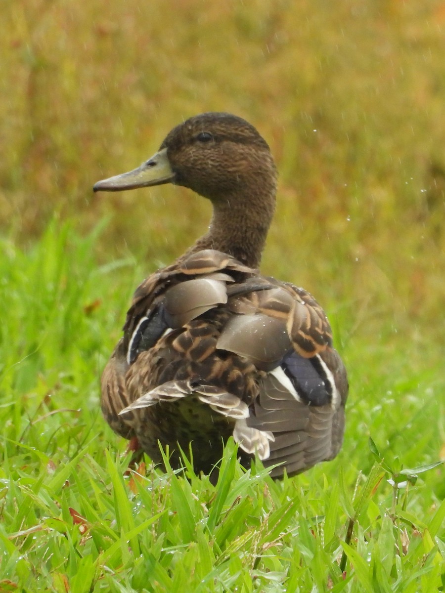 Hawaiian Duck - ML647133532