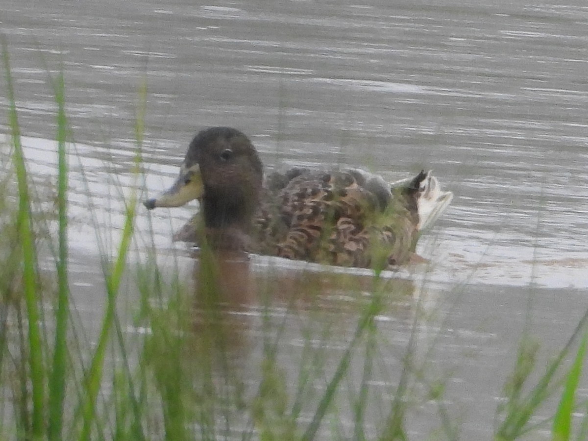 Hawaiian Duck - ML647133533