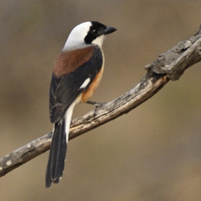 Bay-backed Shrike - ML647133541