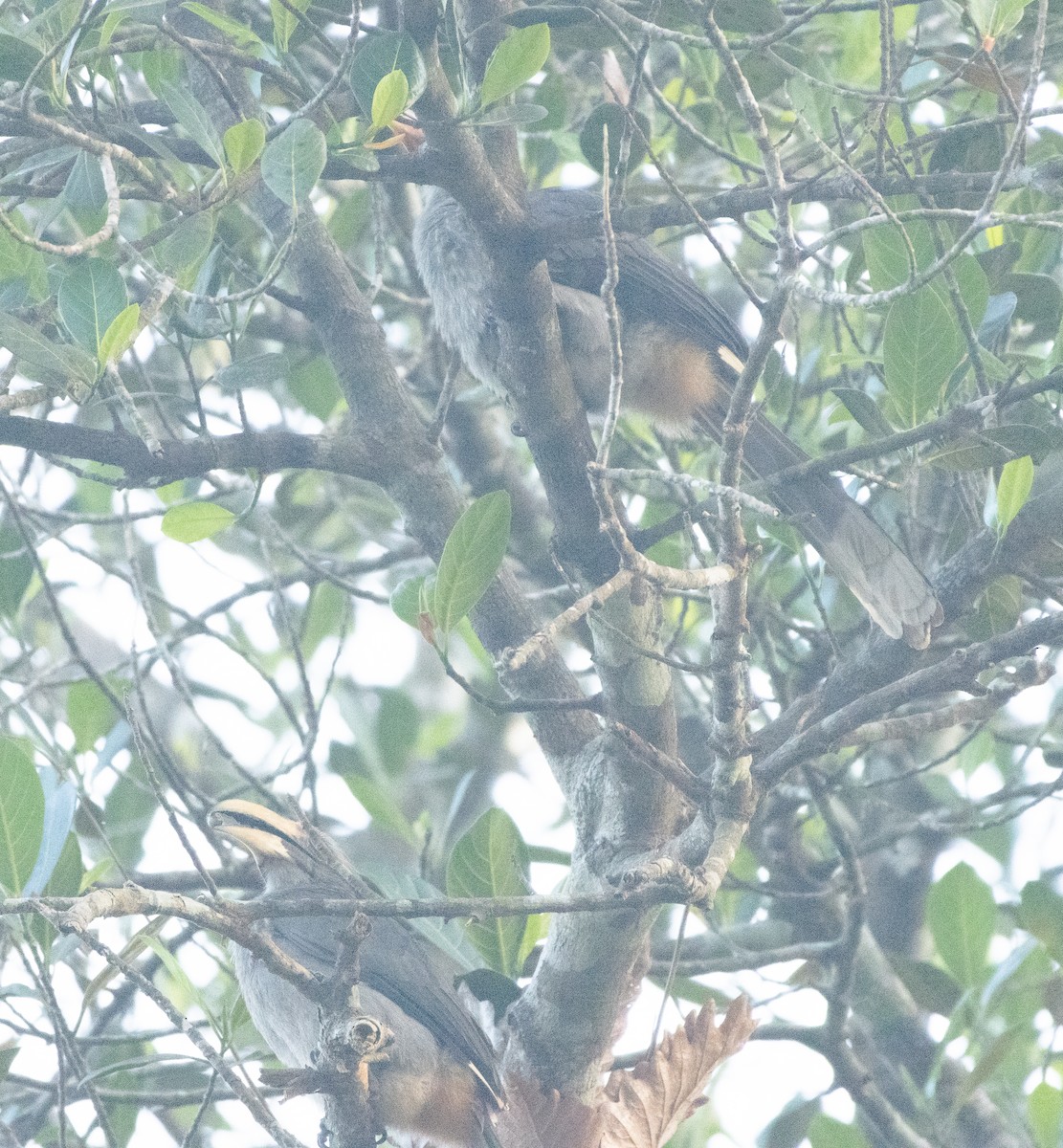 Malabar Gray Hornbill - ML647133542