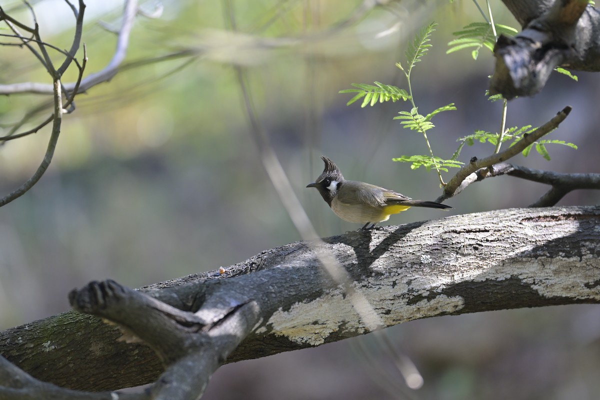 Himalayan Bulbul - ML647133544