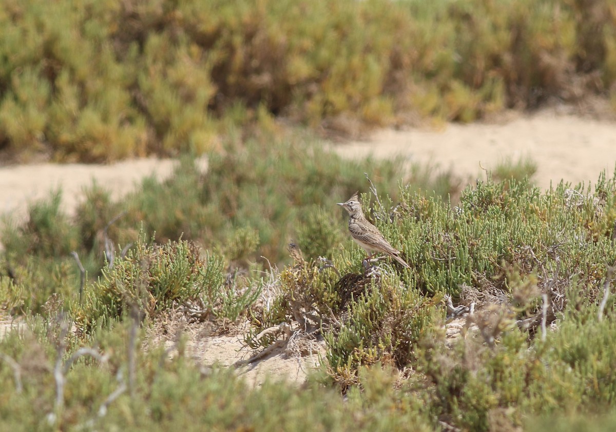 Посмітюха звичайна - ML647133552