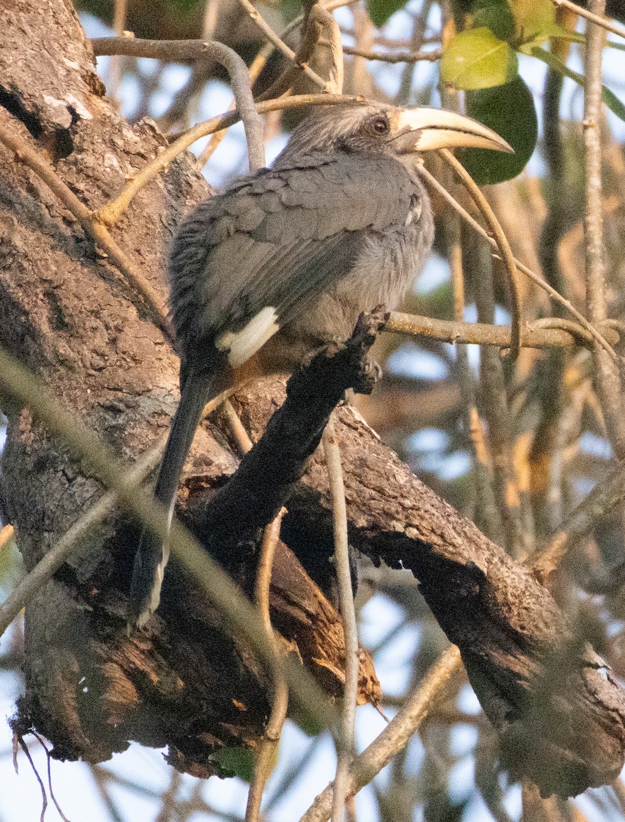 Malabar Gray Hornbill - ML647133554