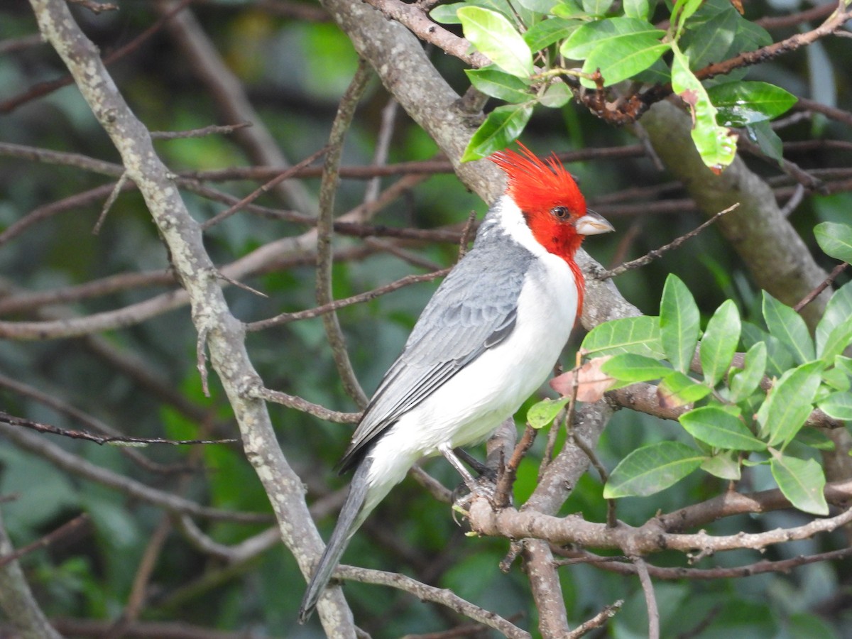 Red-crested Cardinal - ML647133555