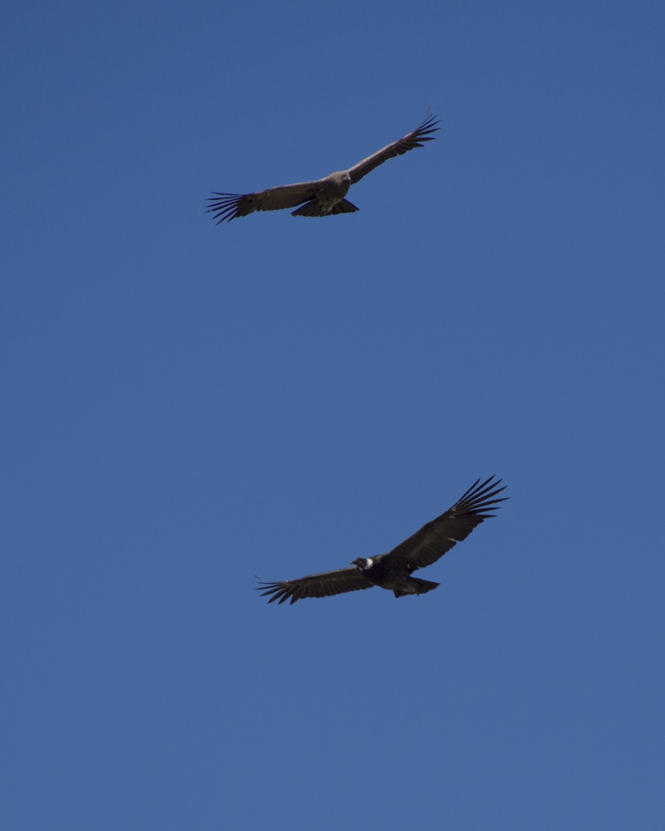 Andean Condor - ML647133564