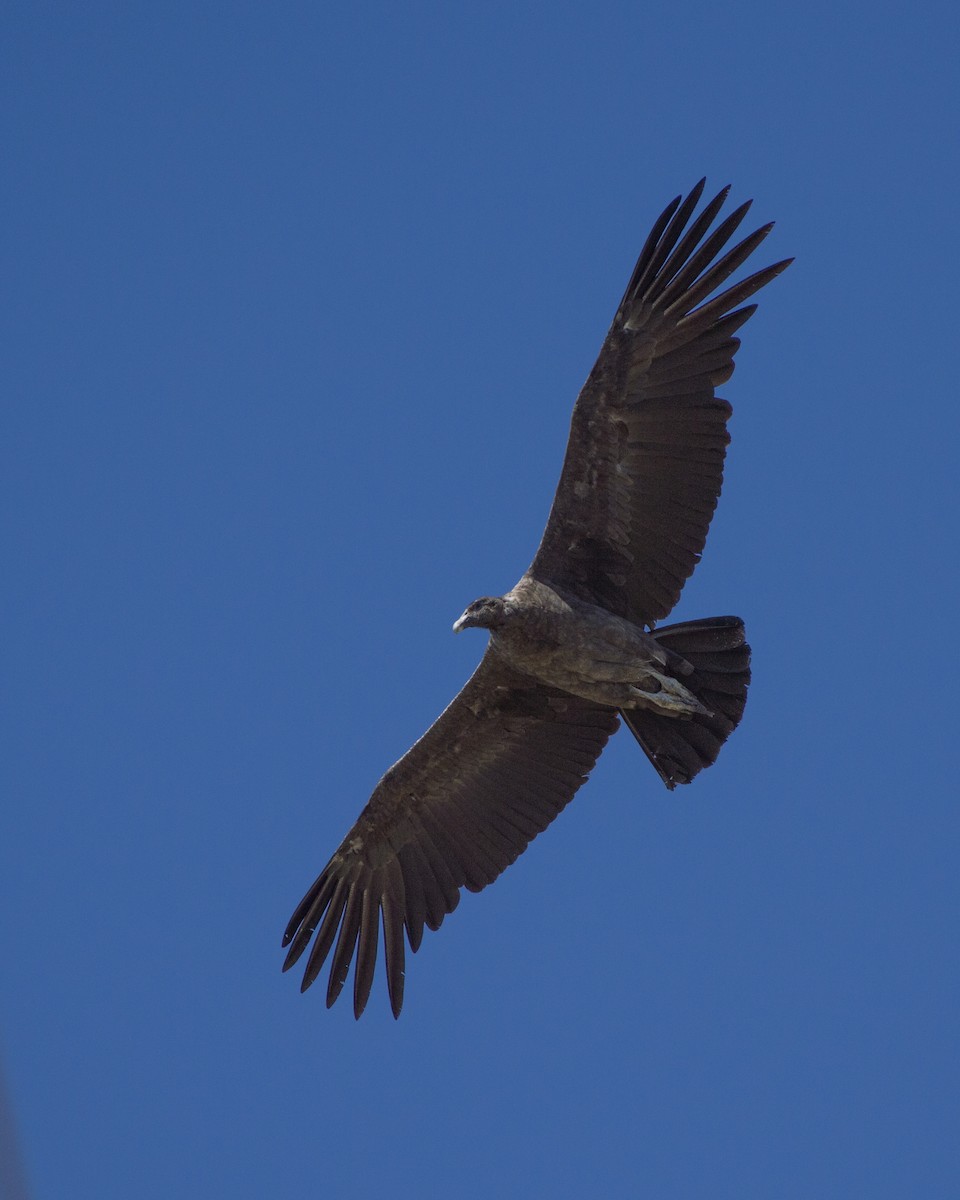 Andean Condor - ML647133566