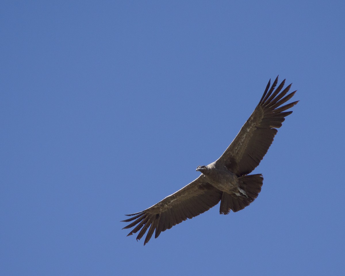 Andean Condor - ML647133567