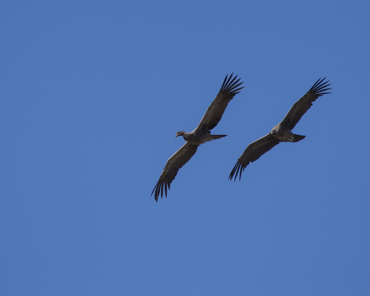 Andean Condor - ML647133568
