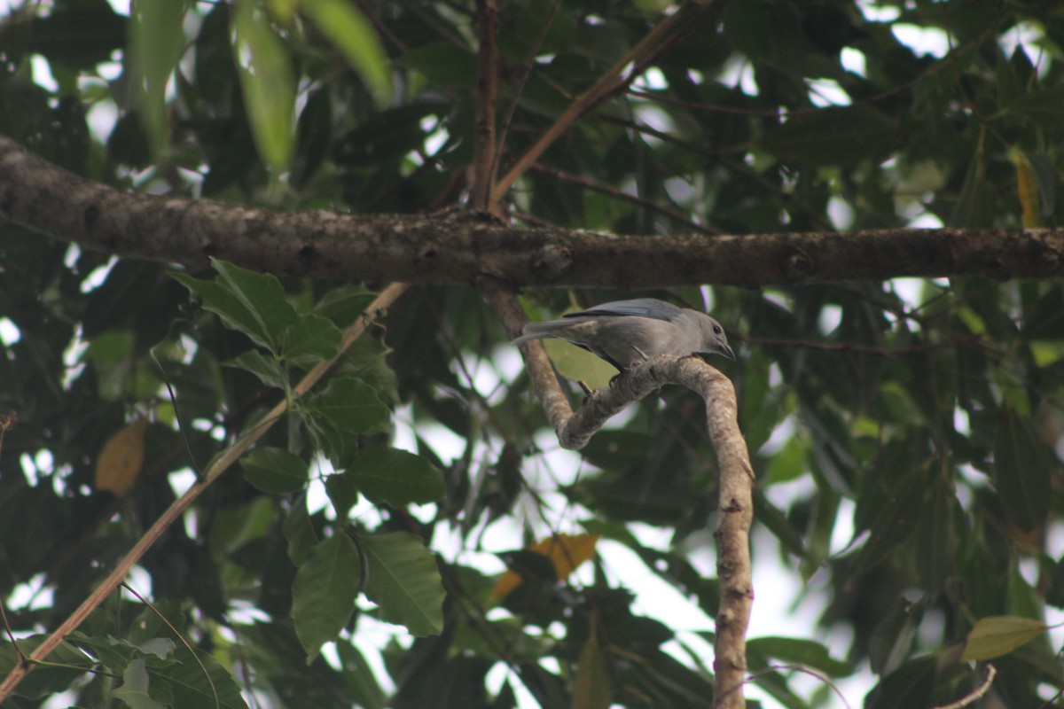 Sayaca Tanager - ML647133575