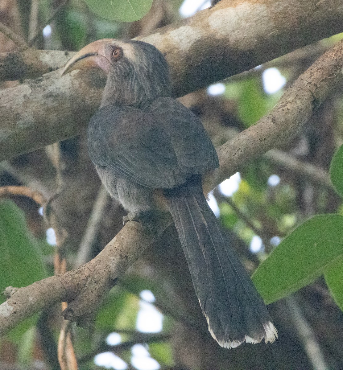 Malabar Gray Hornbill - ML647133578