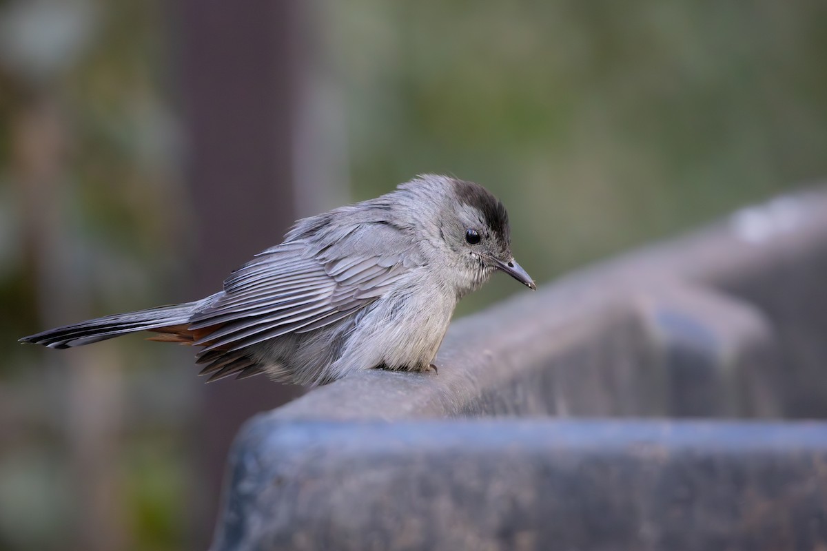 Gray Catbird - ML647133579