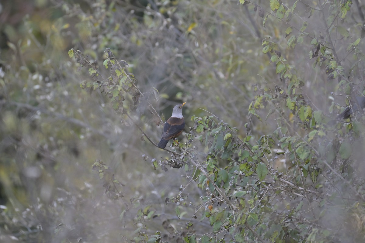 Chestnut Thrush - ML647133581