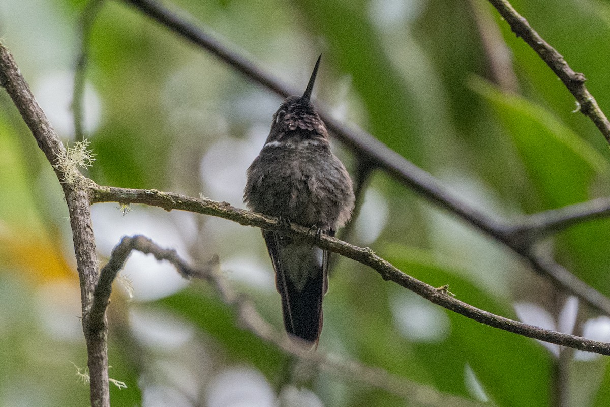 kolibřík Clarissin - ML647133583