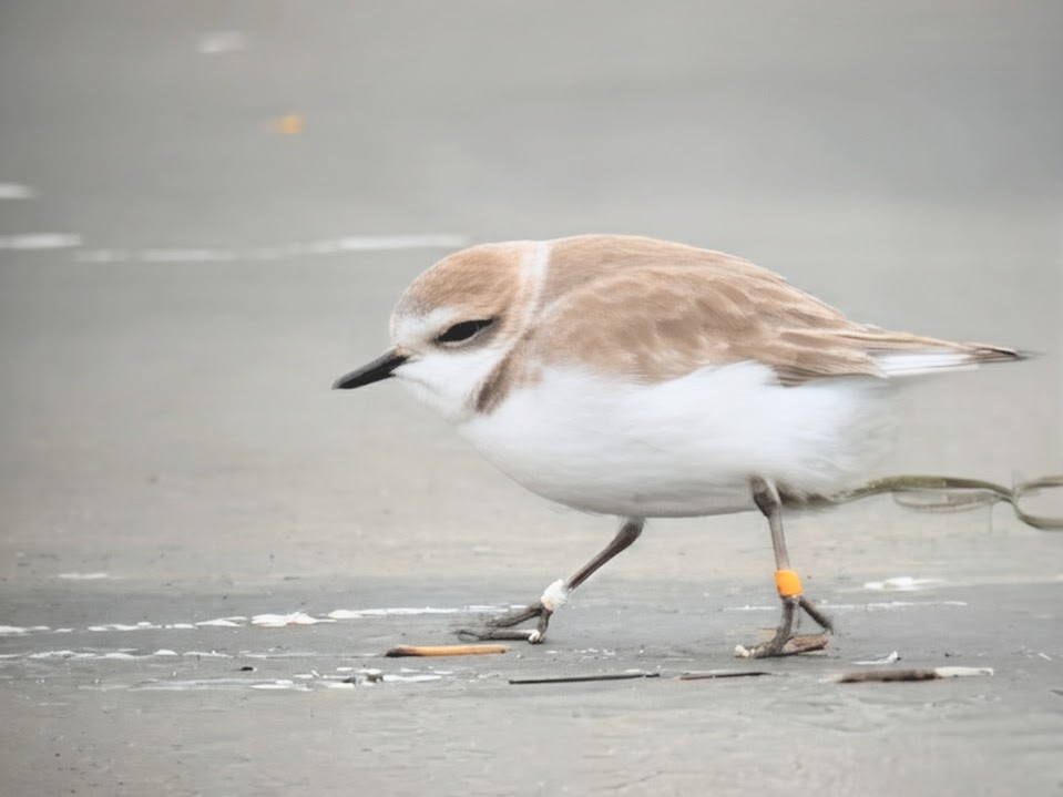 Snowy Plover - ML647133586