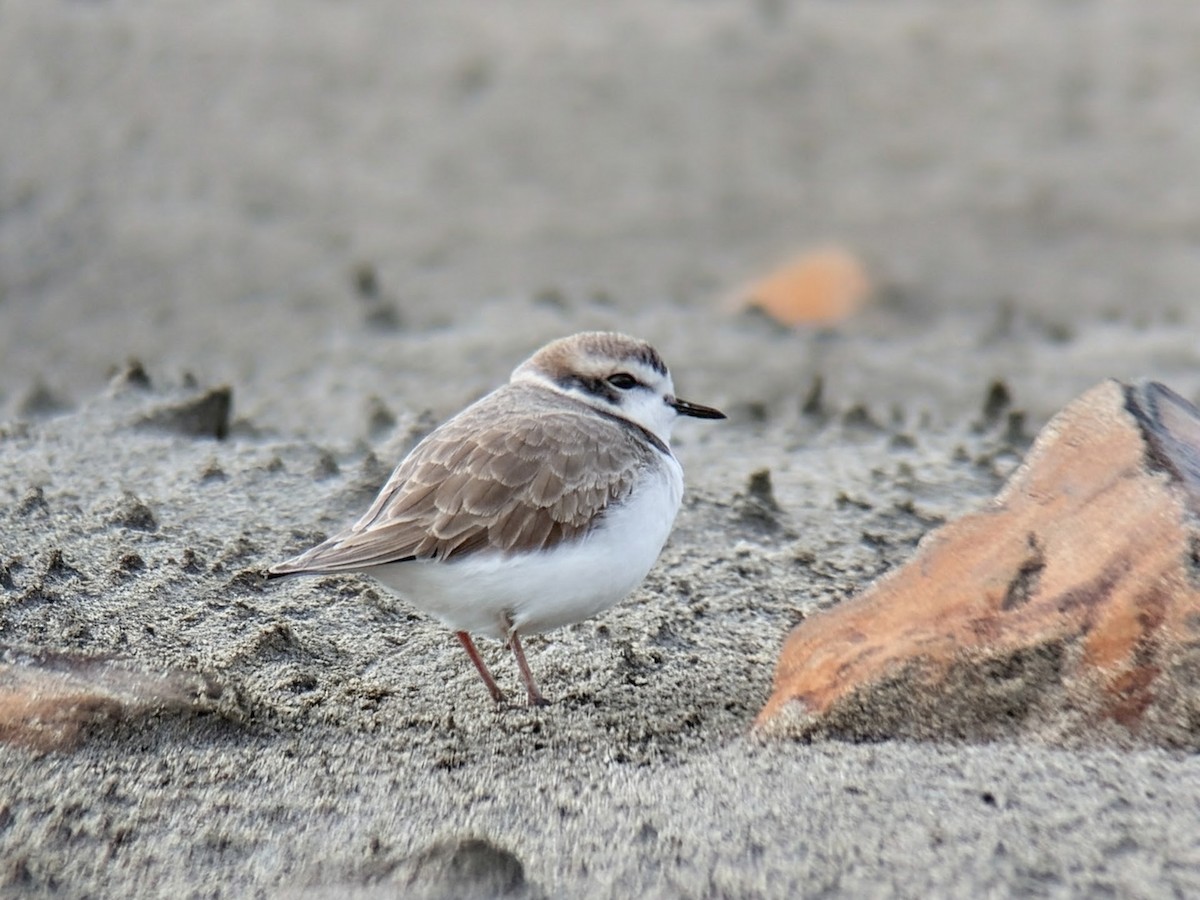 Snowy Plover - ML647133587