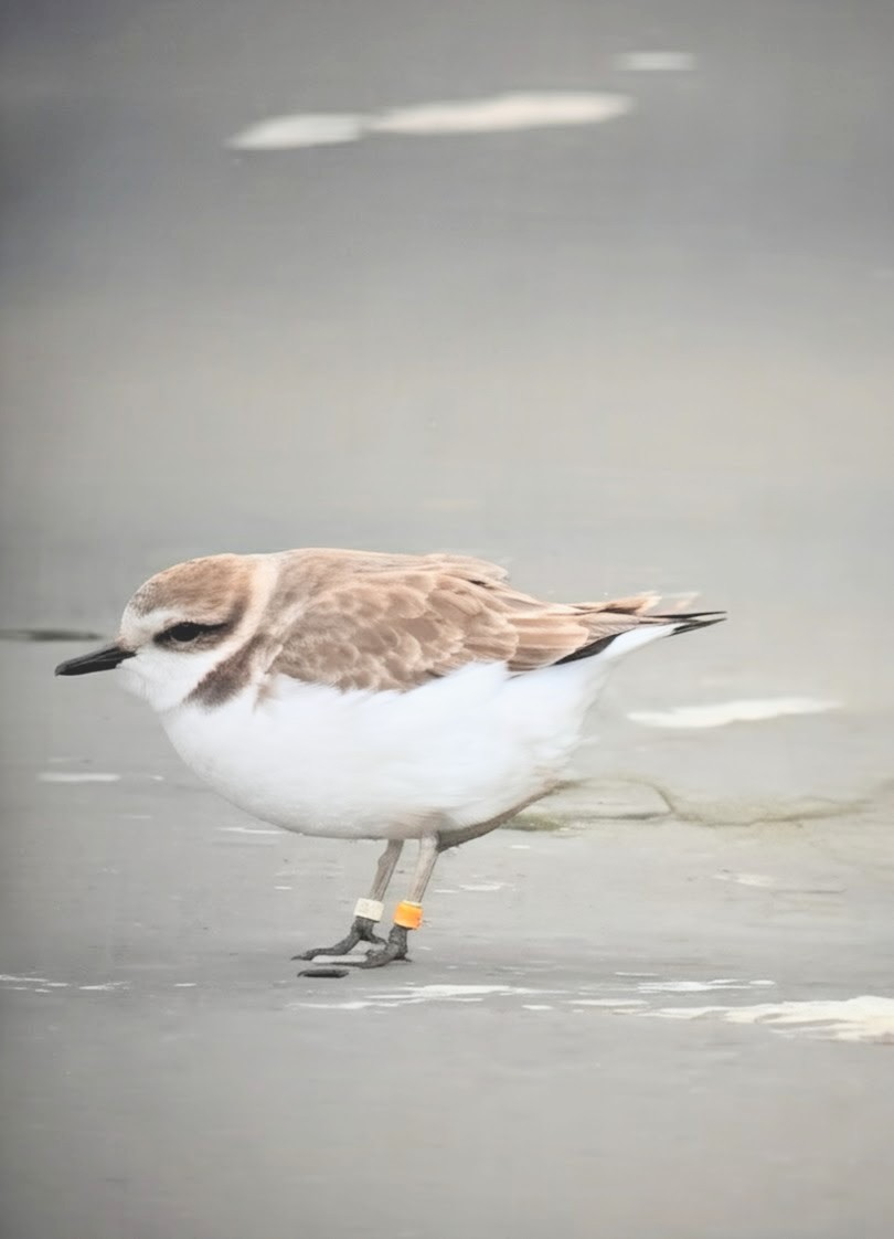 Snowy Plover - ML647133588