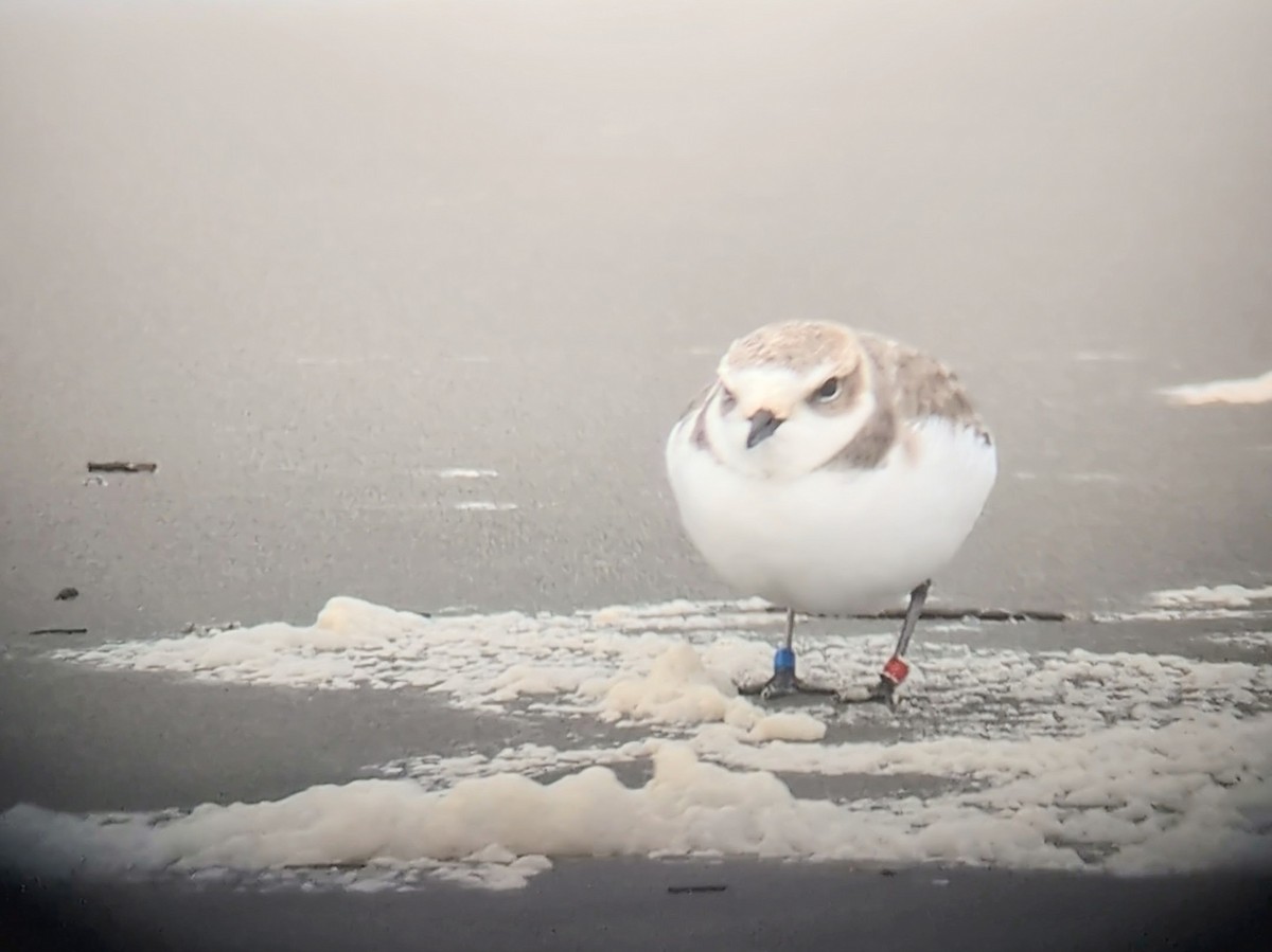 Snowy Plover - ML647133589