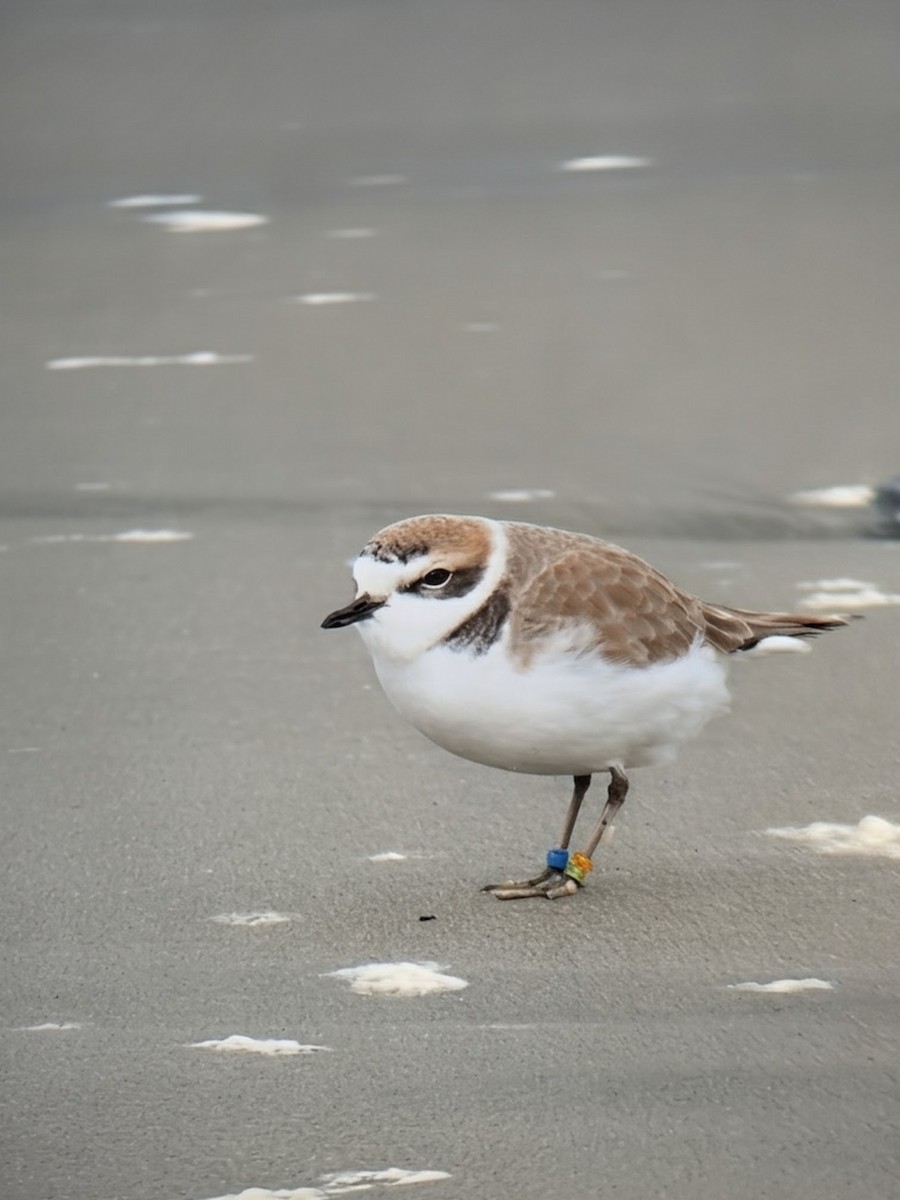 Snowy Plover - ML647133590