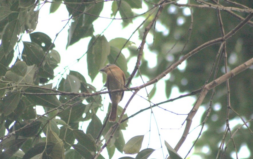 Chestnut-crowned Becard - ML647133599