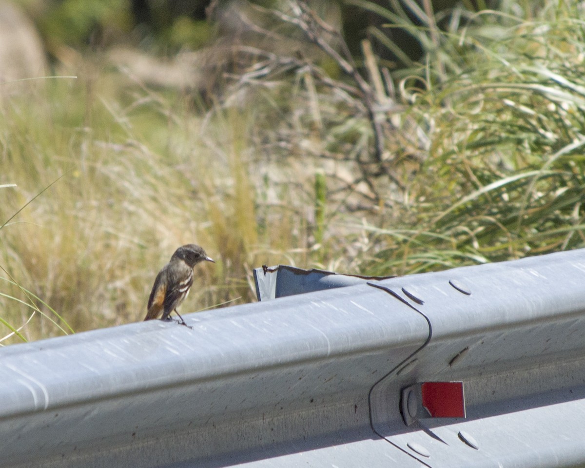 White-winged Black-Tyrant - ML647133600