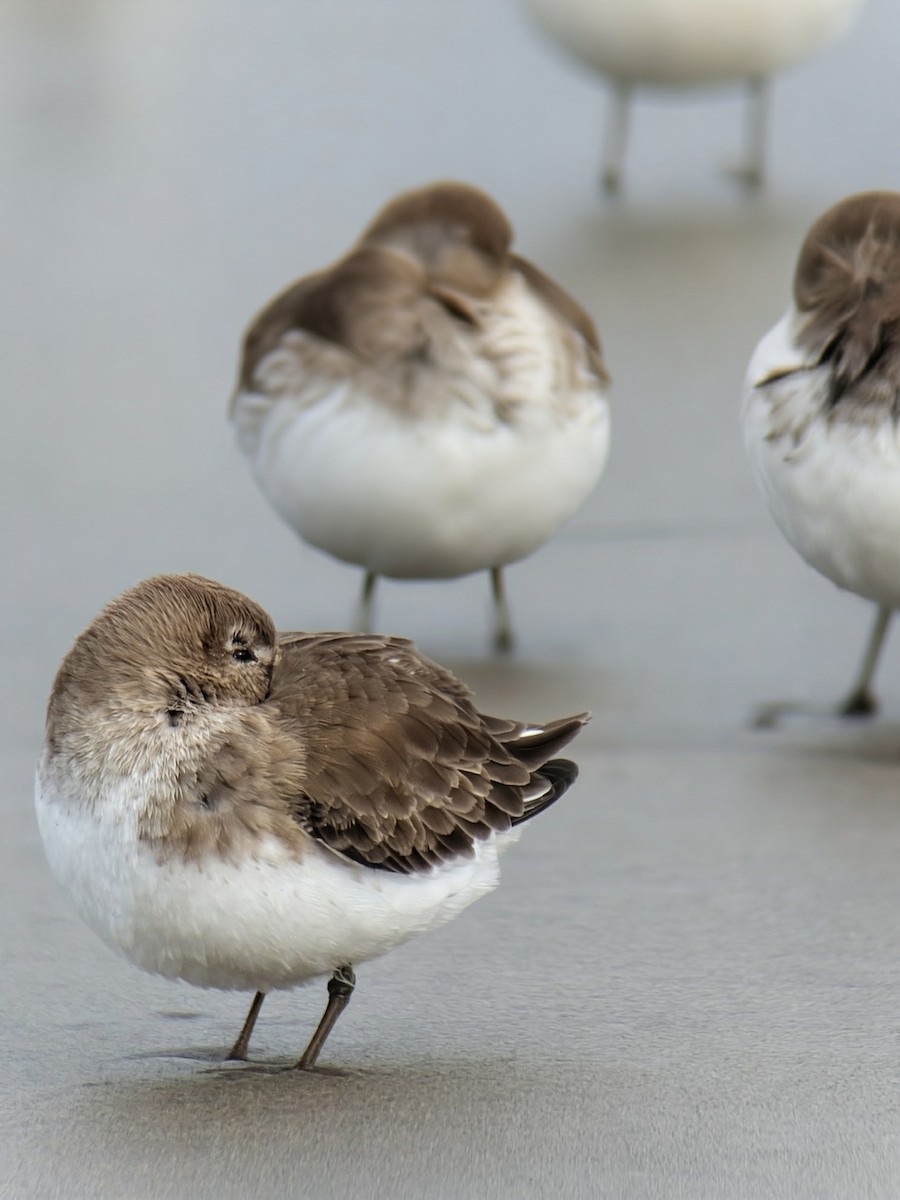 Dunlin - ML647133611