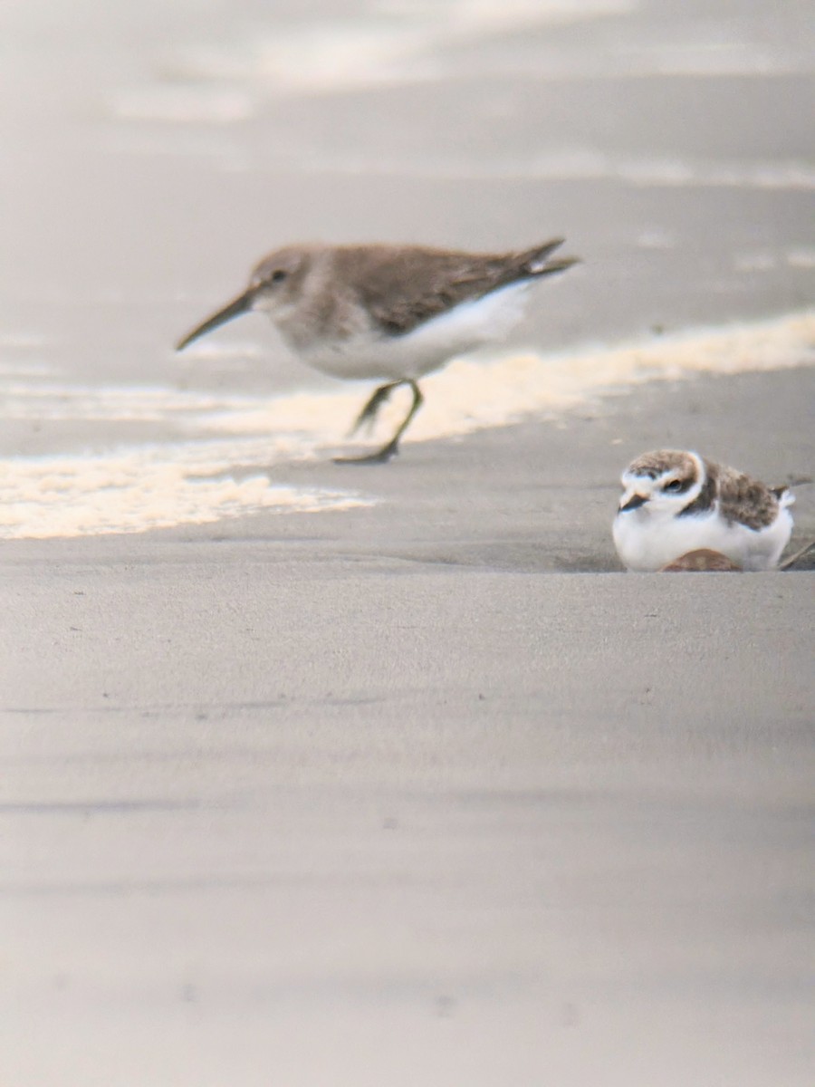 Dunlin - ML647133612
