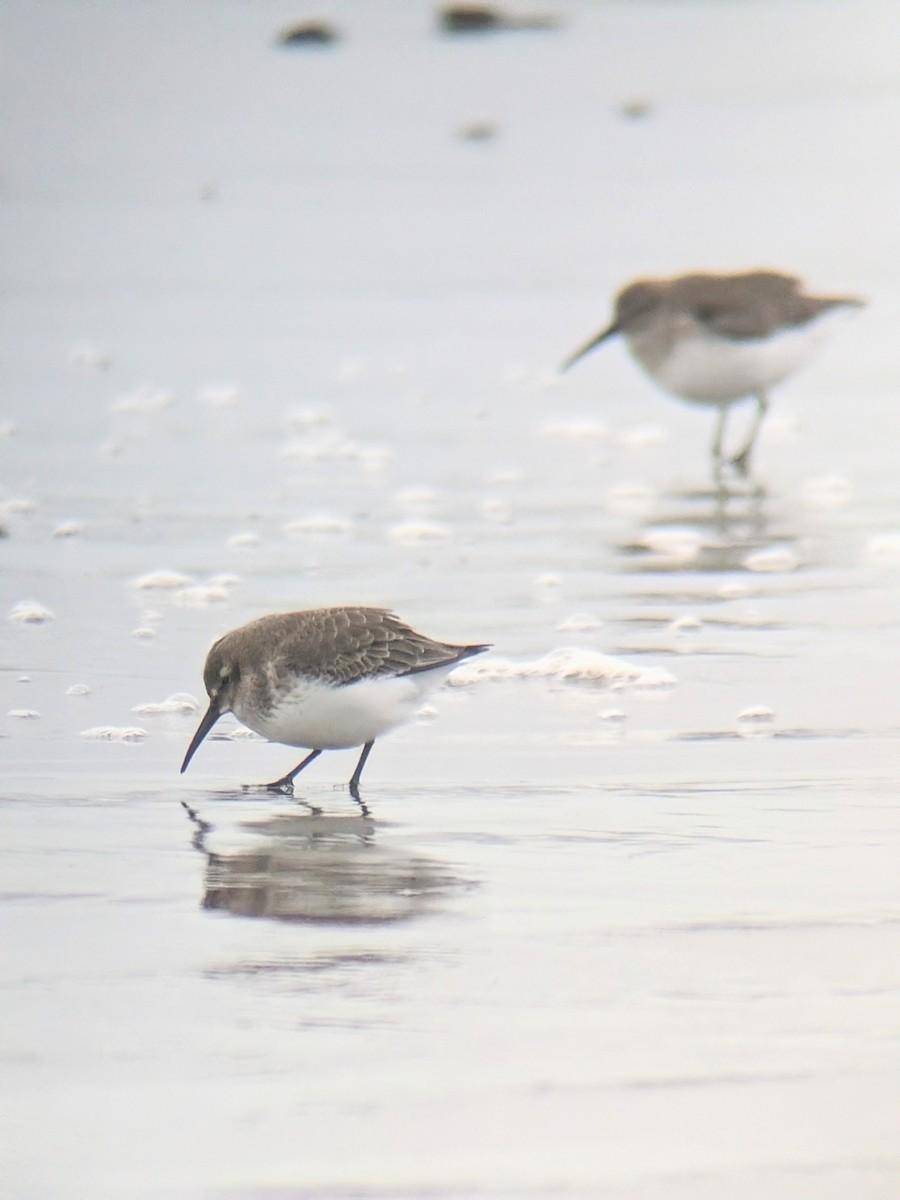 Dunlin - ML647133613