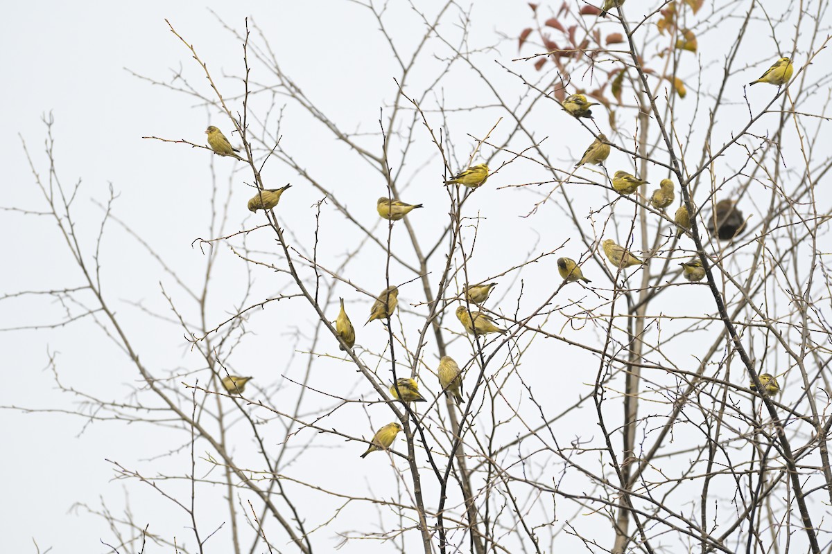 Yellow-breasted Greenfinch - ML647133615