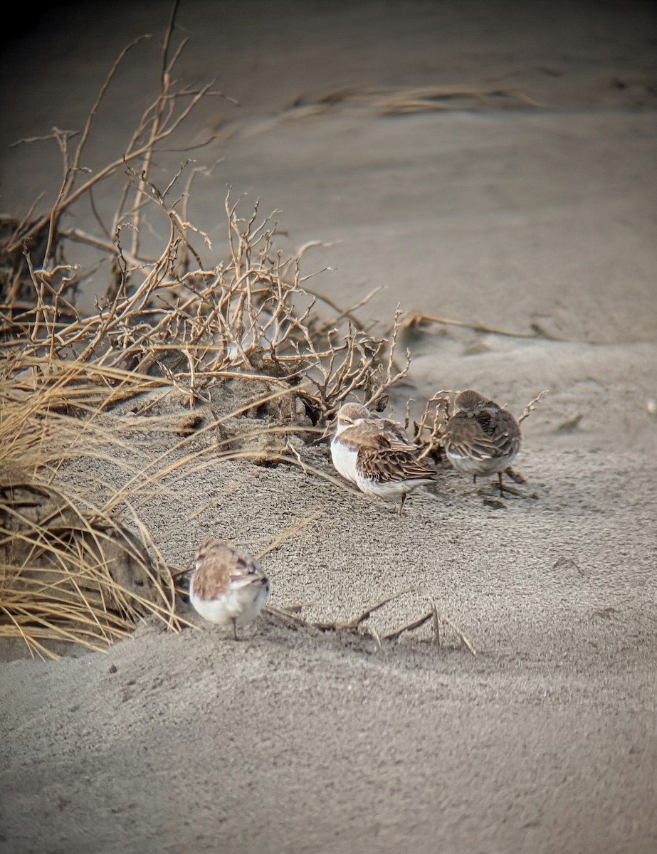 Least Sandpiper - ML647133619