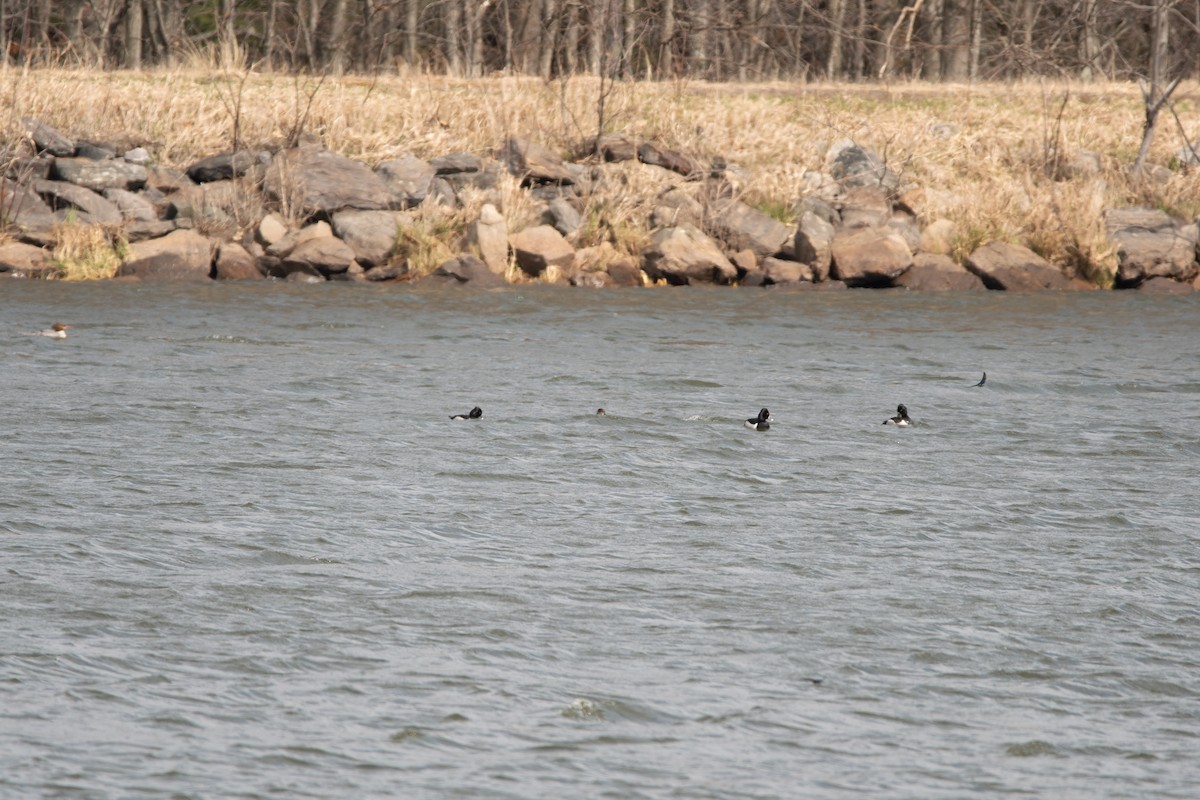 Halkalı Patka - ML647133620