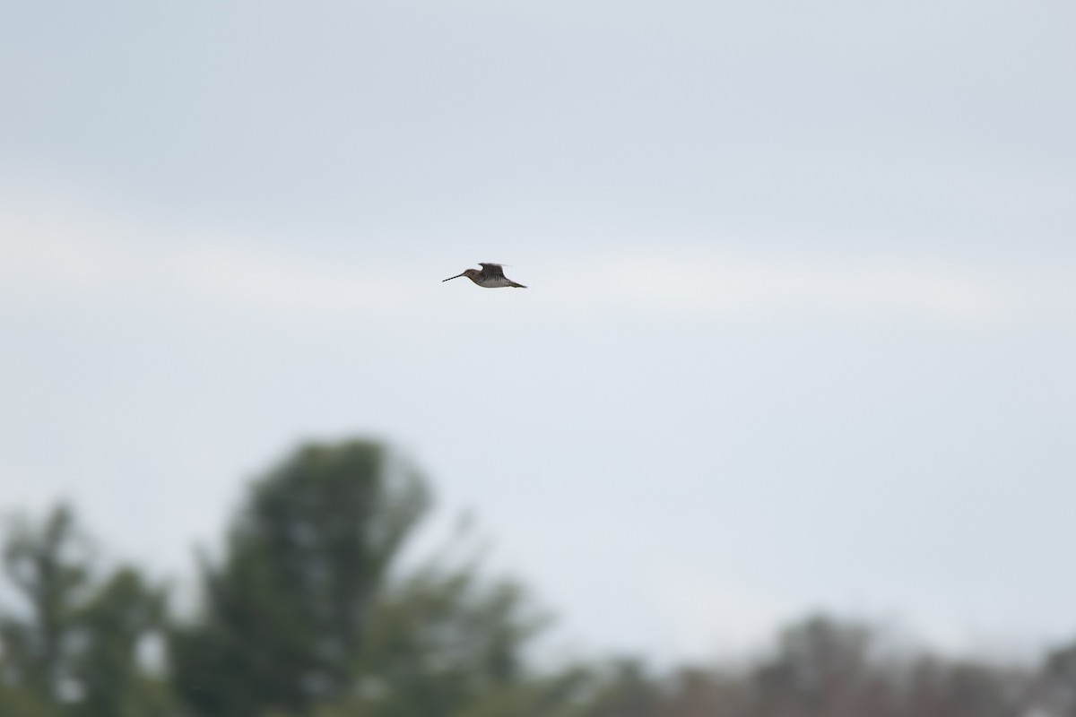 Wilson Suçulluğu - ML647133636