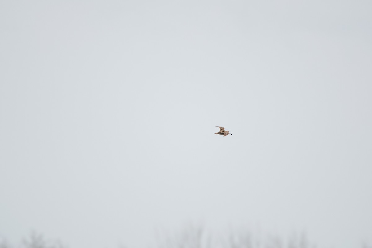 Wilson Suçulluğu - ML647133637