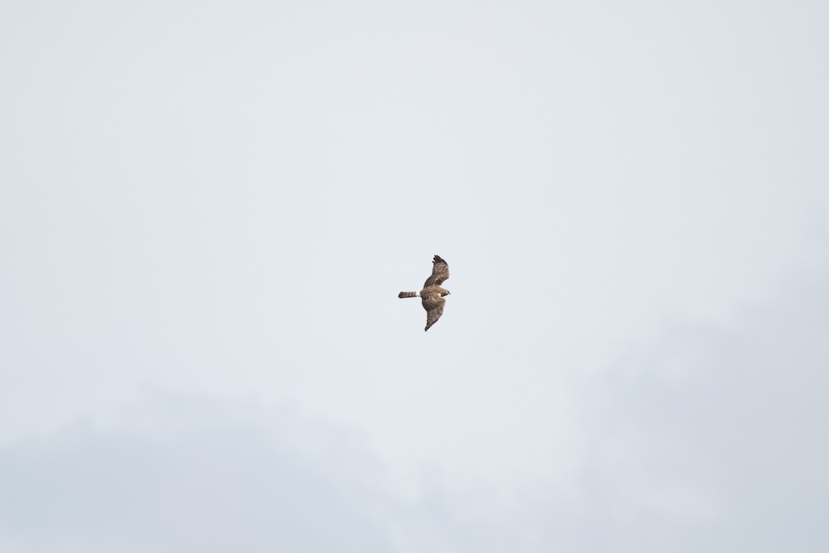 Amerika Delicesi - ML647133645