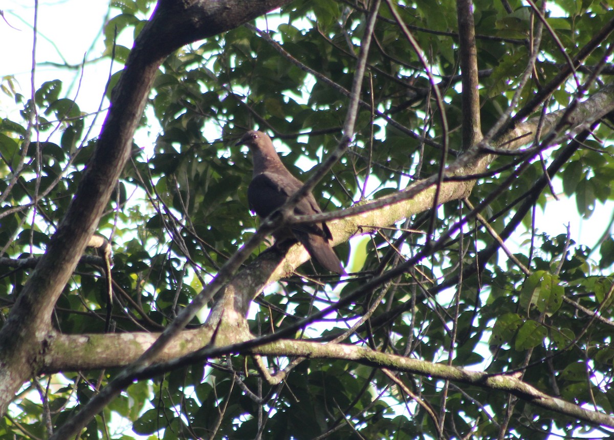 Plumbeous Pigeon - ML647133648