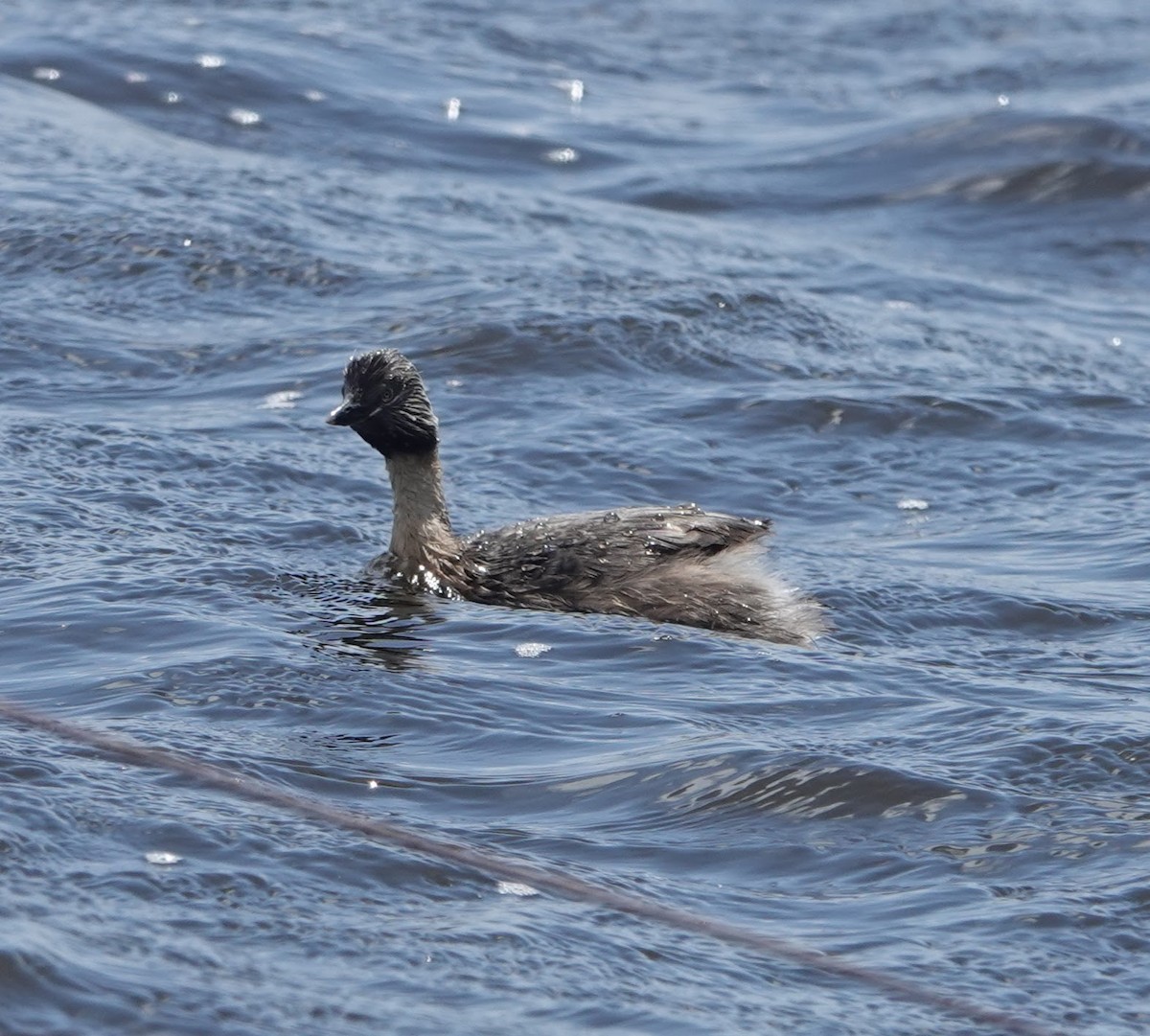 Zampullín Canoso - ML647133658