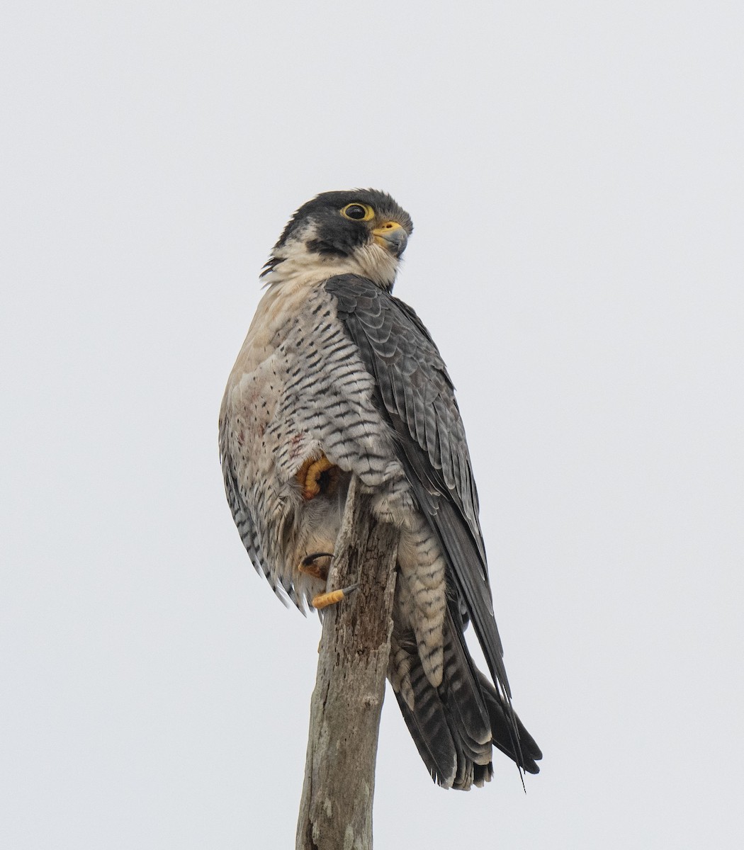 Peregrine Falcon - ML647133659