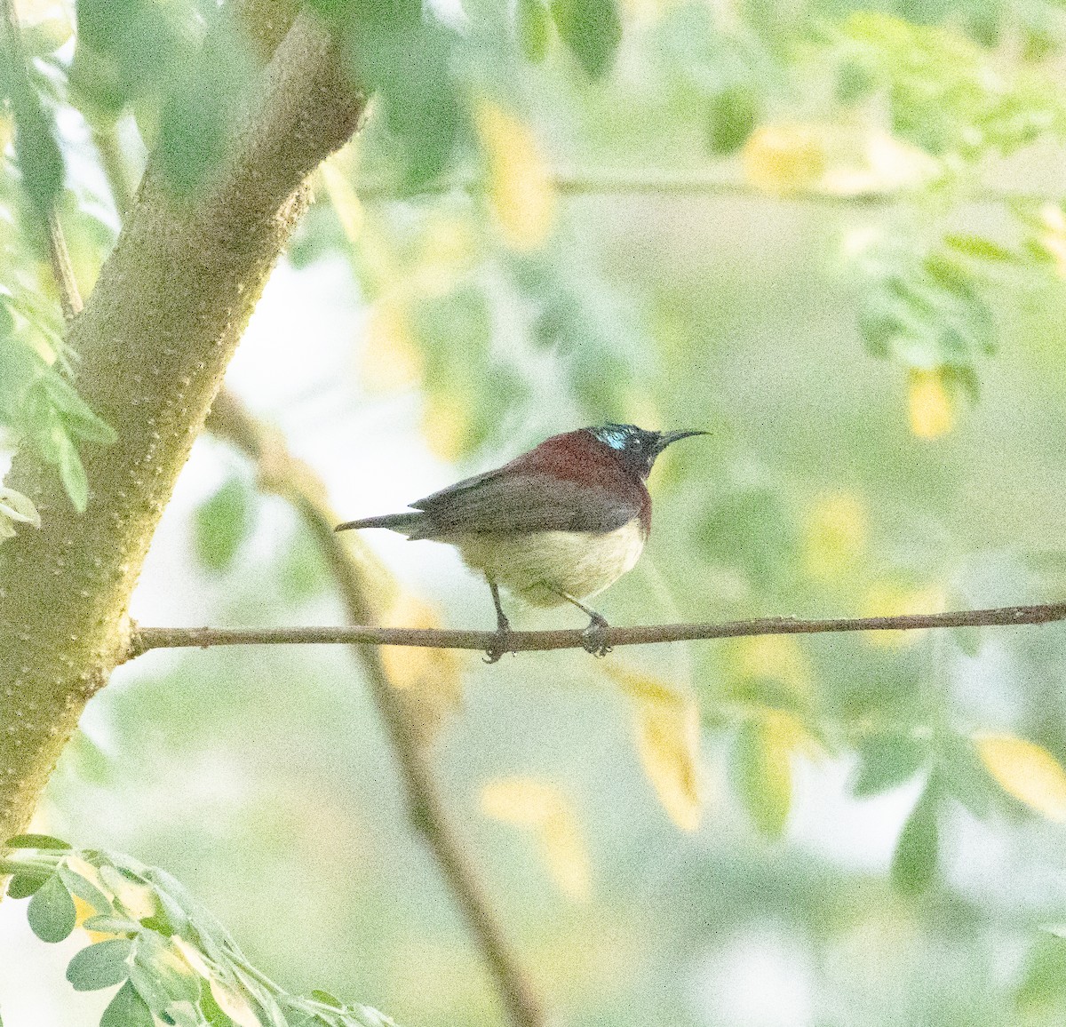 Crimson-backed Sunbird - ML647133660
