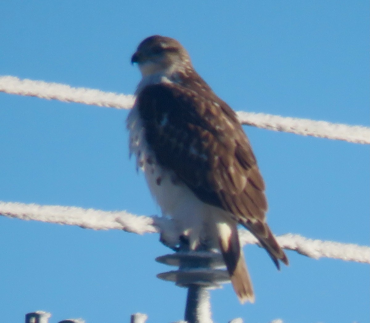 Ferruginous Hawk - ML647133662