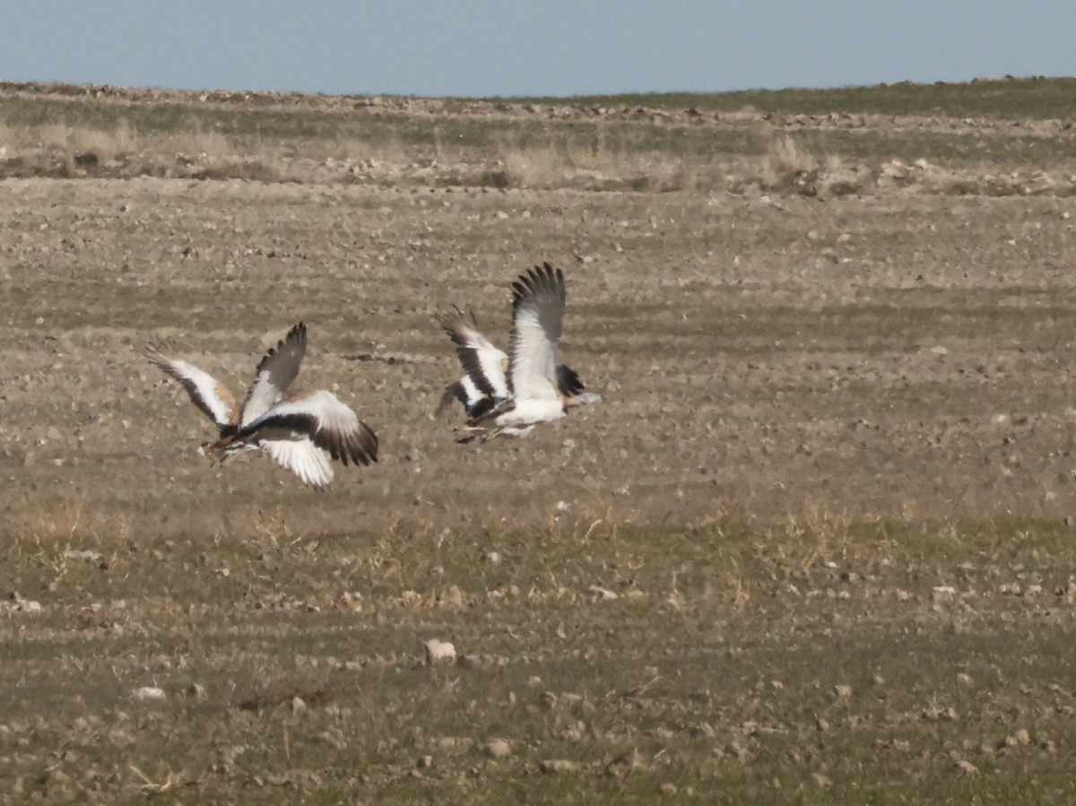 Great Bustard - ML647133667