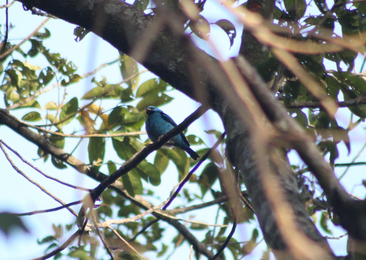 Blue Dacnis - ML647133676