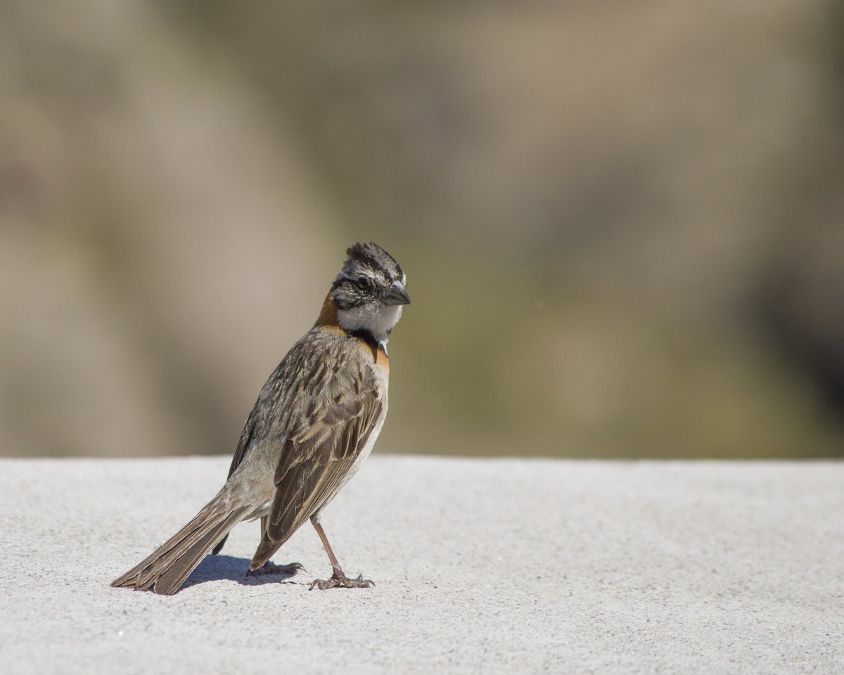 Rufous-collared Sparrow - ML647133679