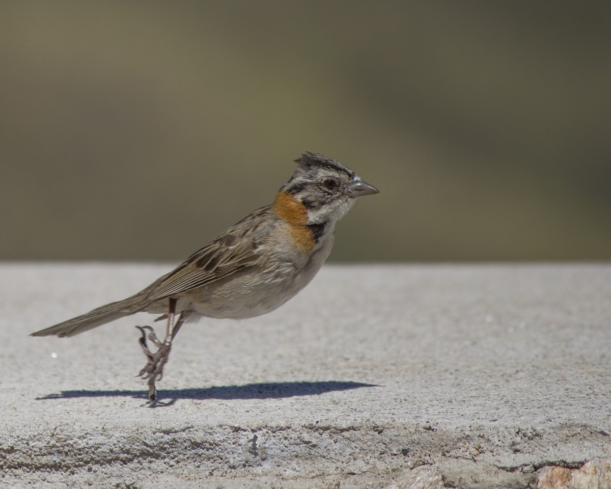 Rufous-collared Sparrow - ML647133680